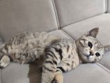 Erkek Golden Tabby Yavru