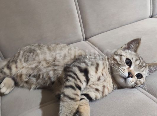 Erkek Golden Tabby Yavru