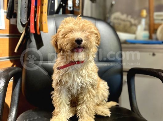 Maltipo Turuncu Bebek Oscar Orj