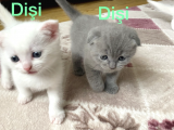 Scottish Fold