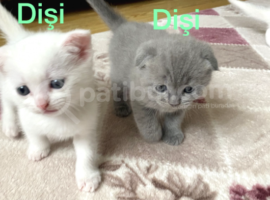 Scottish Fold görsel