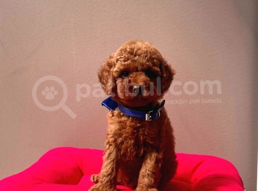 Safkan Toy Poddle görsel