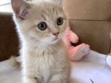 British Shorthair Golden