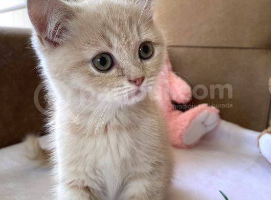 British Shorthair Golden görsel