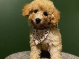 Toy Poodle 2,5 Aylık Dişi Ve Erkek Yavrularımız