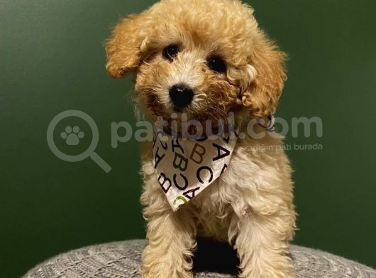 Toy Poodle 2,5 Aylık Dişi Ve Erkek Yavrularımız görsel