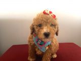 Maltipoo 55 Günlük Dişi Yavrumuz