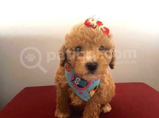 Maltipoo 55 Günlük Dişi Yavrumuz görsel