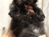 Schottish Fold Longhair Ve Torti Kızlarımız Için Mesaj Atabilirsiniz
