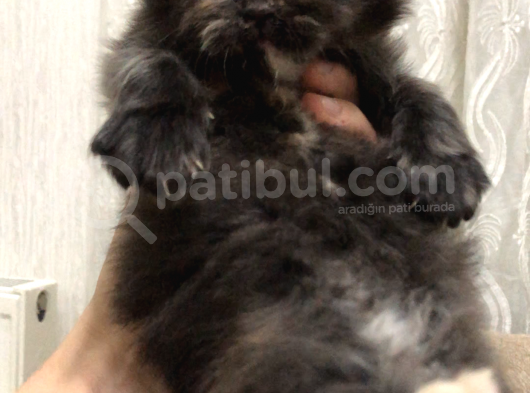 Schottish Fold Longhair Ve Torti Kızlarımız Için Mesaj Atabilirsiniz
