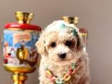 Sarkan Toy Poodle Yavrularımız