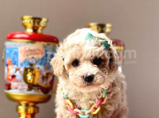 Sarkan Toy Poodle Yavrularımız görsel