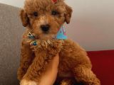 Maltipoo 55 Günlük Dişi Yavrumuz