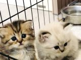 Schottish Fold Longhair Ve Torti Kızlarımız Için Mesaj Atabilirsiniz