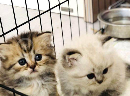 Schottish Fold Longhair Ve Torti Kızlarımız Için Mesaj Atabilirsiniz görsel
