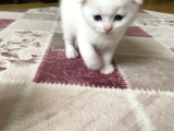 Scottish Fold