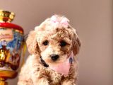 Sarkan Toy Poodle Yavrularımız