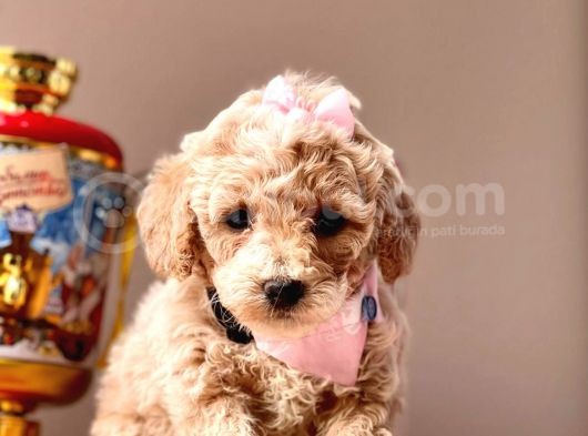 Sarkan Toy Poodle Yavrularımız görsel