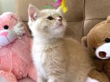 British Shorthair Golden