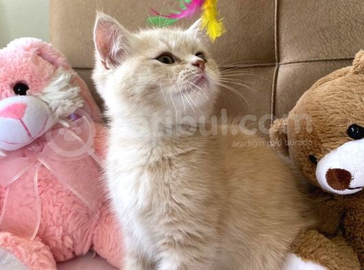 British Shorthair Golden