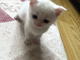 Scottish Fold