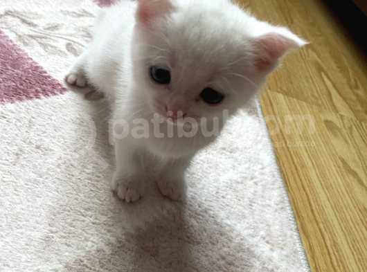 Scottish Fold görsel