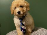 Toy Poodle 2,5 Aylık Dişi Ve Erkek Yavrularımız