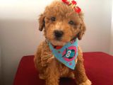 Maltipoo 55 Günlük Dişi Yavrumuz