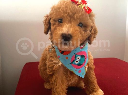 Maltipoo 55 Günlük Dişi Yavrumuz görsel