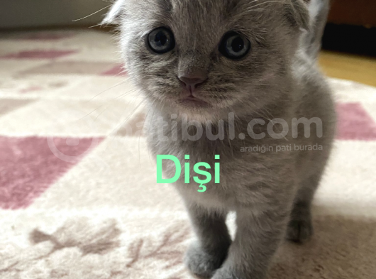 Scottish Fold görsel