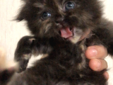 Schottish Fold Longhair Ve Torti Kızlarımız Için Mesaj Atabilirsiniz