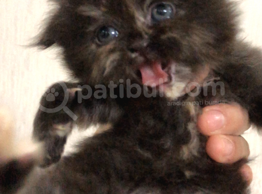 Schottish Fold Longhair Ve Torti Kızlarımız Için Mesaj Atabilirsiniz görsel