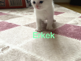 Scottish Fold