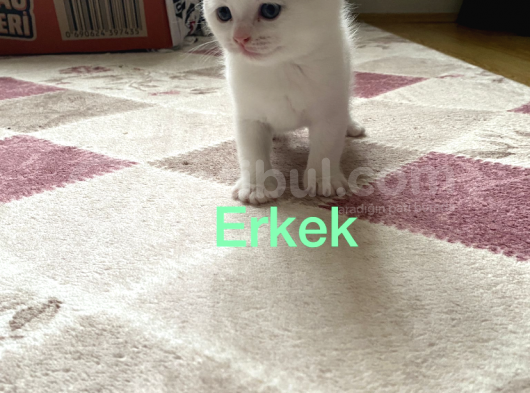 Scottish Fold