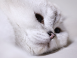 Mükemmel Kalite Scottish Fold Yavrularımız
