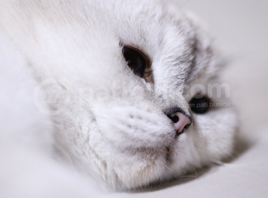 Mükemmel Kalite Scottish Fold Yavrularımız görsel