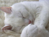 Mükemmel Kalite Scottish Fold Yavrularımız