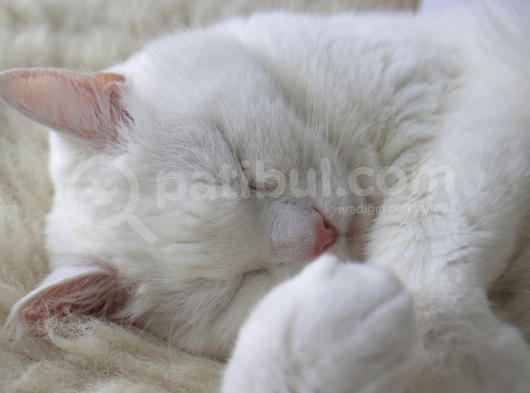 Mükemmel Kalite Scottish Fold Yavrularımız görsel