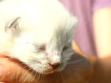 Mükemmel Kalite Scottish Fold Yavrularımız