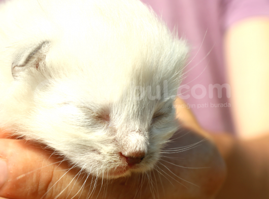 Mükemmel Kalite Scottish Fold Yavrularımız