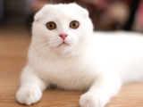 Mükemmel Kalite Scottish Fold Yavrularımız