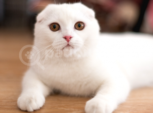 Mükemmel Kalite Scottish Fold Yavrularımız görsel