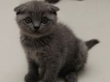 Secereli 2 Aylık Erkek Ve Dişi Scottish Fold Bebekler