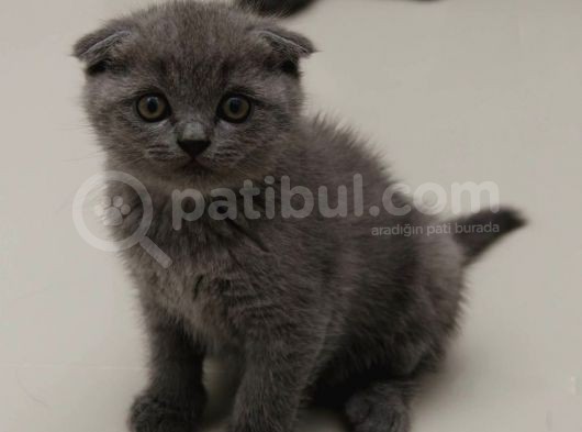 Secereli 2 Aylık Erkek Ve Dişi Scottish Fold Bebekler görsel