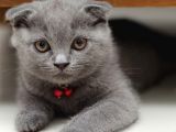 Secereli 2 Aylık Erkek Ve Dişi Scottish Fold Bebekler