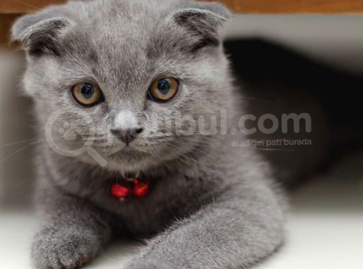 Secereli 2 Aylık Erkek ve Dişi Scottish Fold Bebekler