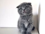 Secereli 2 Aylık Erkek Ve Dişi Scottish Fold Bebekler
