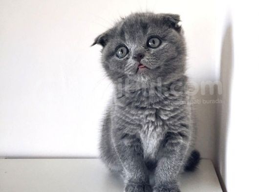 Secereli 2 Aylık Erkek Ve Dişi Scottish Fold Bebekler görsel