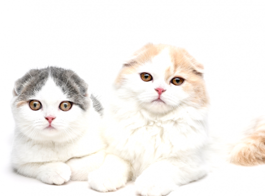 Mükemmel Kalite Scottish Fold Yavrularımız görsel