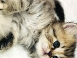 Schottish Fold Longhair Ve Torti Kızlarımız Için Mesaj Atabilirsiniz